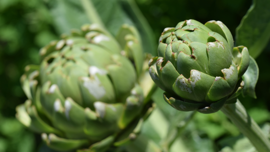 Artischockenpflanze in Nahaufnahme auf einer Wiese.