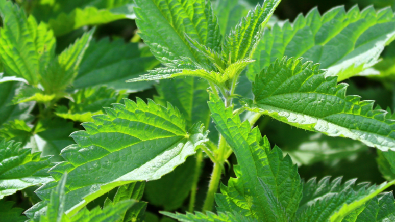 Frische Brennnesselblätter in Nahaufnahme.