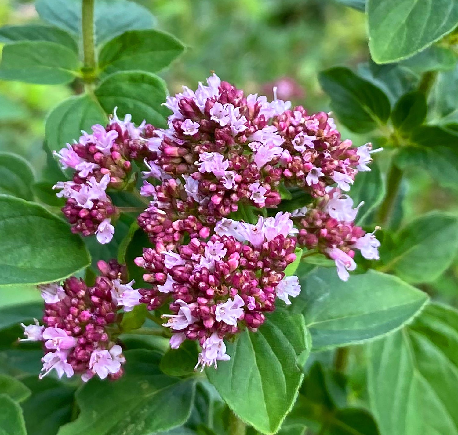 Nahaufnahme einer blühenden Dost-Pflanze mit rosa-weißen Blüten