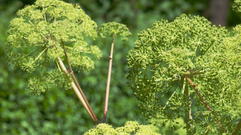 Engelwurz-Pflanze mit grünen Blütendolden in der Natur.