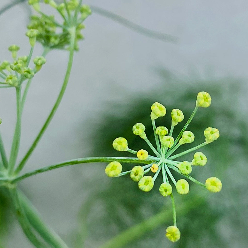 Nahaufnahme einer zarten Fenchelblüte mit gelbgrünen Knospen vor weichem, unscharfem Hintergrund