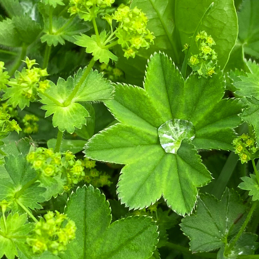 Frauenmantelblatt mit Wassertropfen in Nahaufnahme