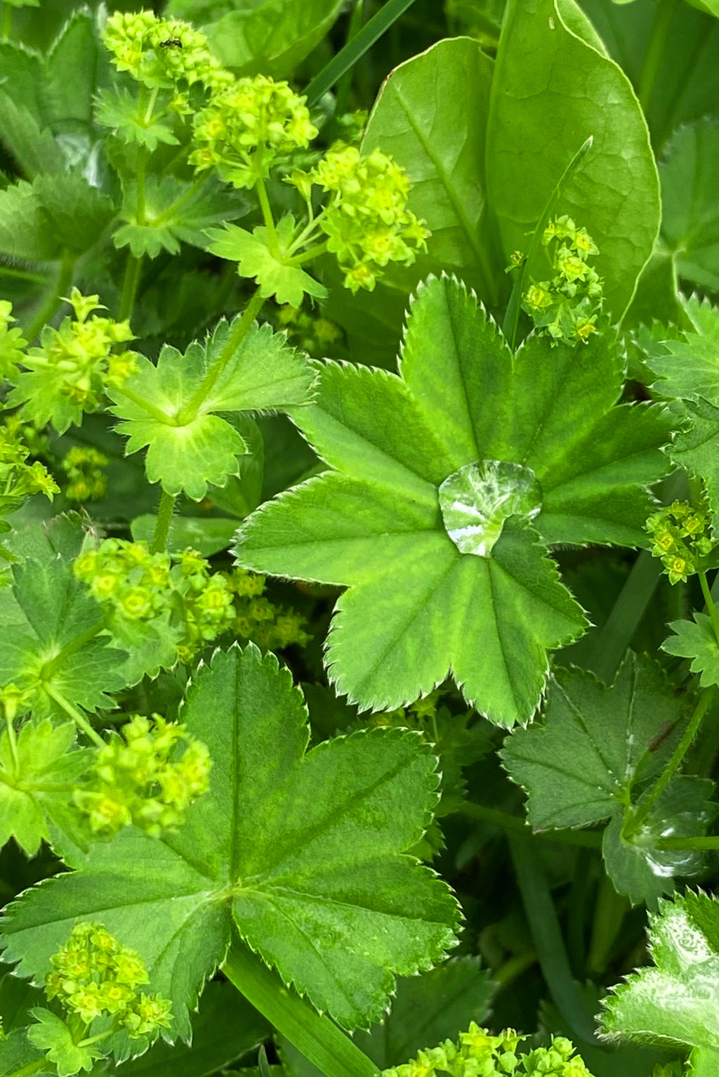 Frauenmantel-Pflanze mit frischen grünen Blättern und Wassertropfen.