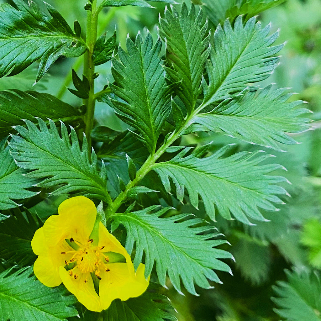 Gelbe Blüte des Gänsefingerkrauts mit grünen, gefiederten Blättern