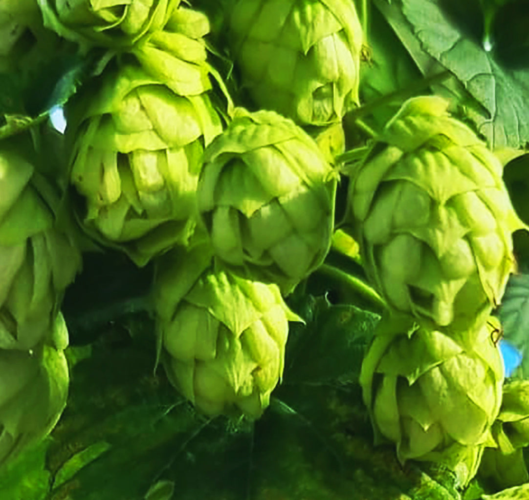 Grüne Hopfenzäpfchen in Nahaufnahme an der Pflanze