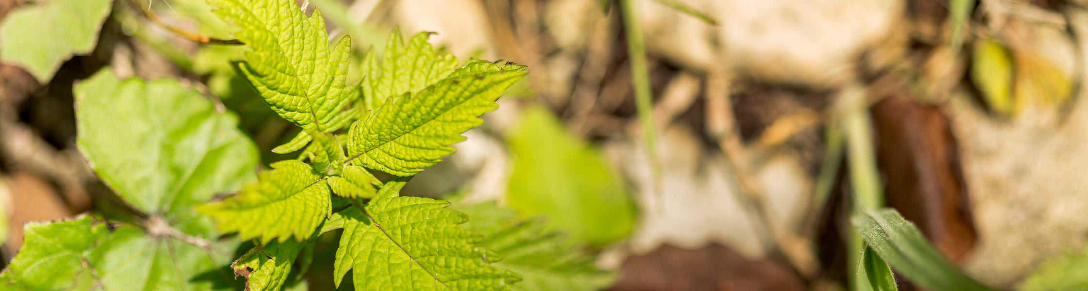 Grünes Kräuterblatt in der Natur aus der Nähe fotografiert