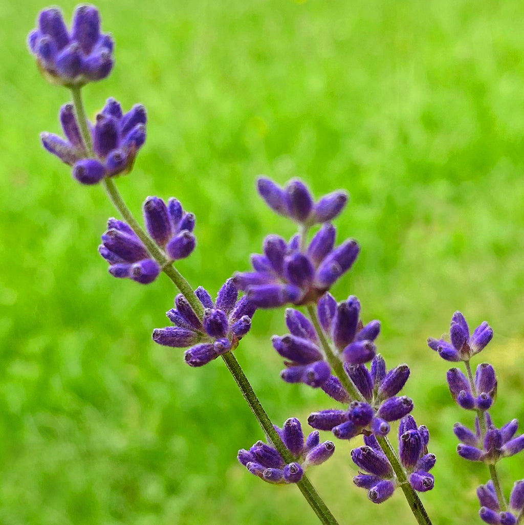 Lavendelblüten in Nahaufnahme vor grünem Hintergrund