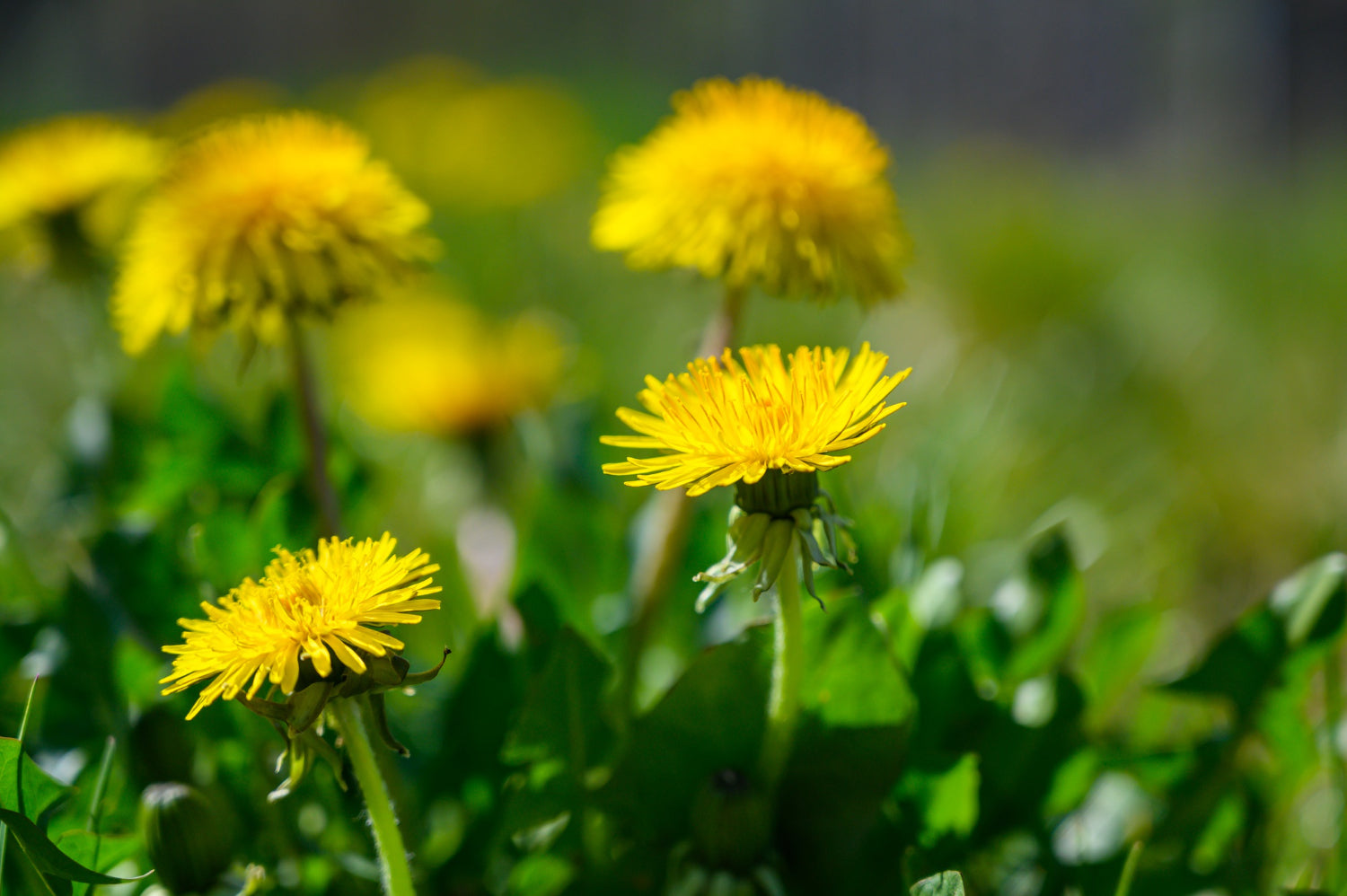 Löwenzahnblüten auf einer grünen Wiese in der Natur