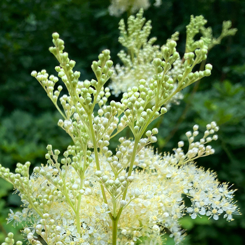 Nahaufnahme einer blühenden Mädesüß-Pflanze mit weißen Blütenständen
