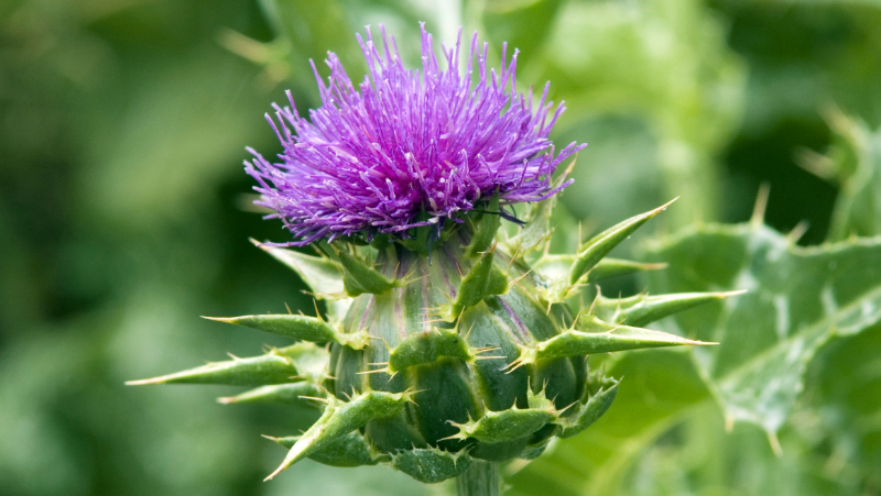 Nahaufnahme einer violetten Mariendistelblüte mit grünen Stachelblättern.