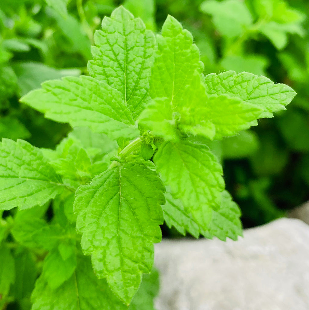 Nahaufnahme frischer Melissenblätter in leuchtendem Grün
