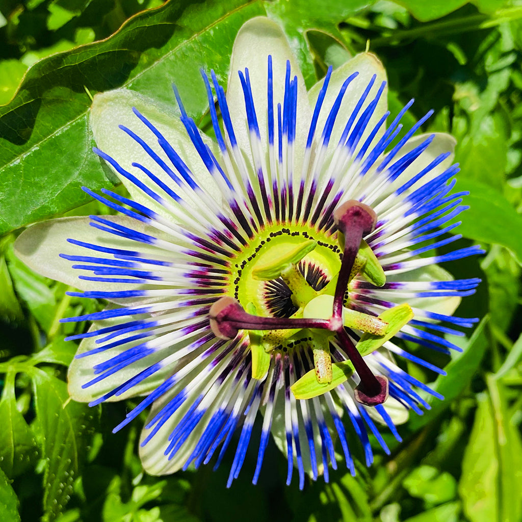 Nahaufnahme einer frischen Passionsblumenblüte in kräftigen Farben