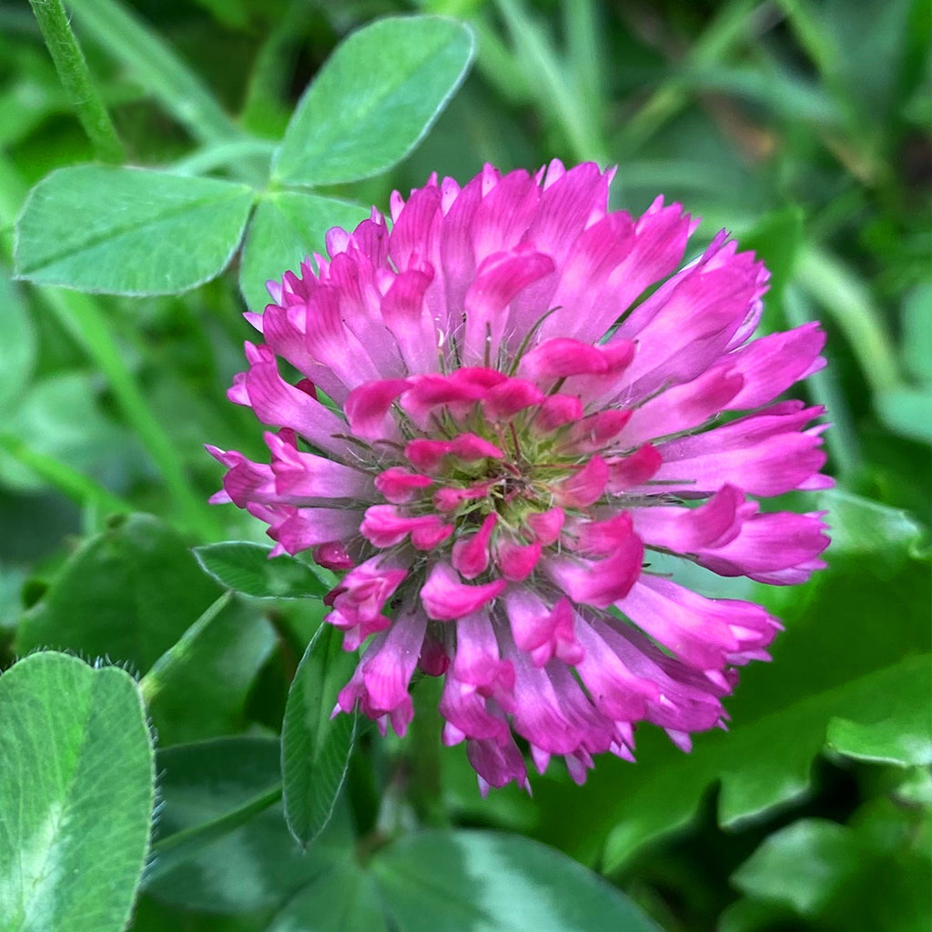 Nahaufnahme einer pinkfarbenen Rotklee-Blüte auf grünem Wiesenhintergrund