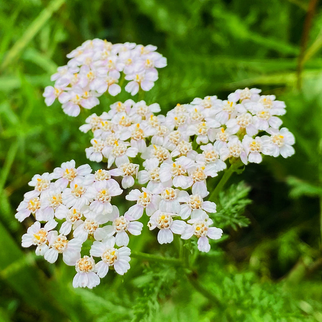 Nahaufnahme einer weißen Schafgarbe-Blüte vor grünem Naturhintergrund