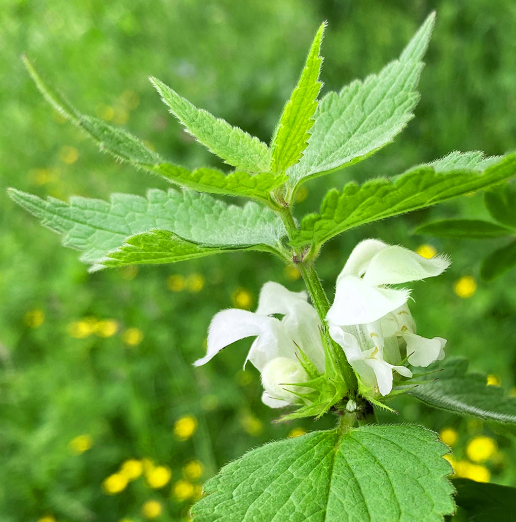 Nahaufnahme einer weißen Taubnessel-Blüte mit frischem grünen Laub vor weichem, naturgrünem Hintergrund