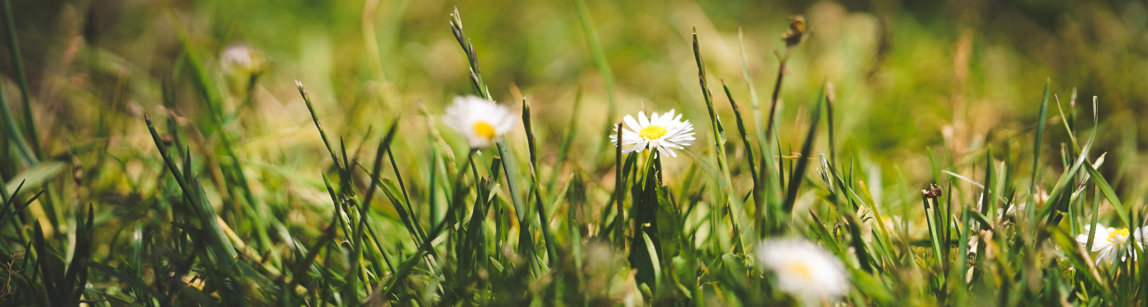 Wiese mit kleinen weißen Frühlingsblumen im warmen Sonnenlicht
