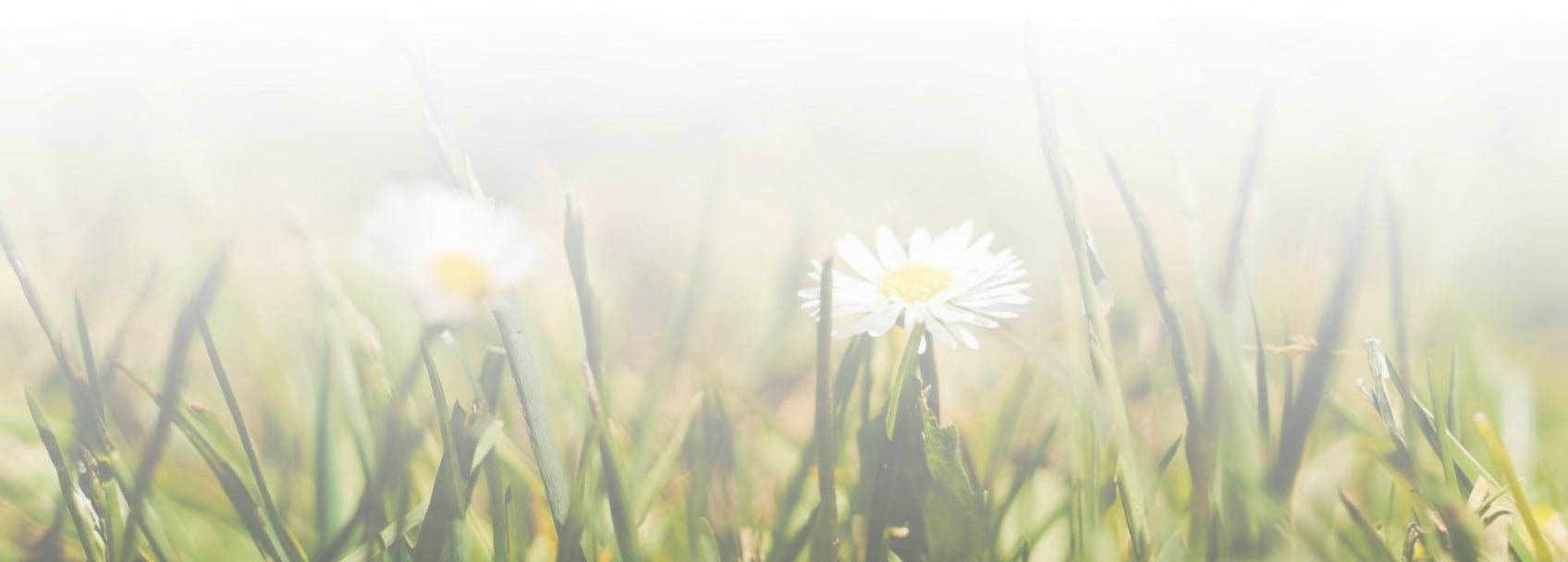 Gänseblümchen in einer sonnig überbelichteten Wiese, weiches natürliches Licht