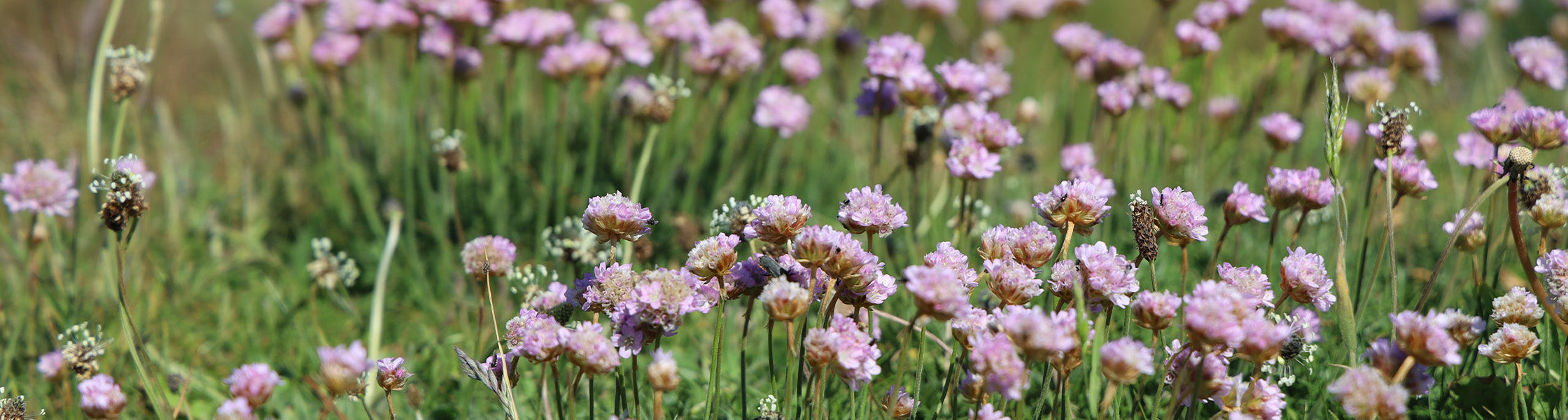 Lila Wildblumen auf einer natürlichen Wiese im Sommer