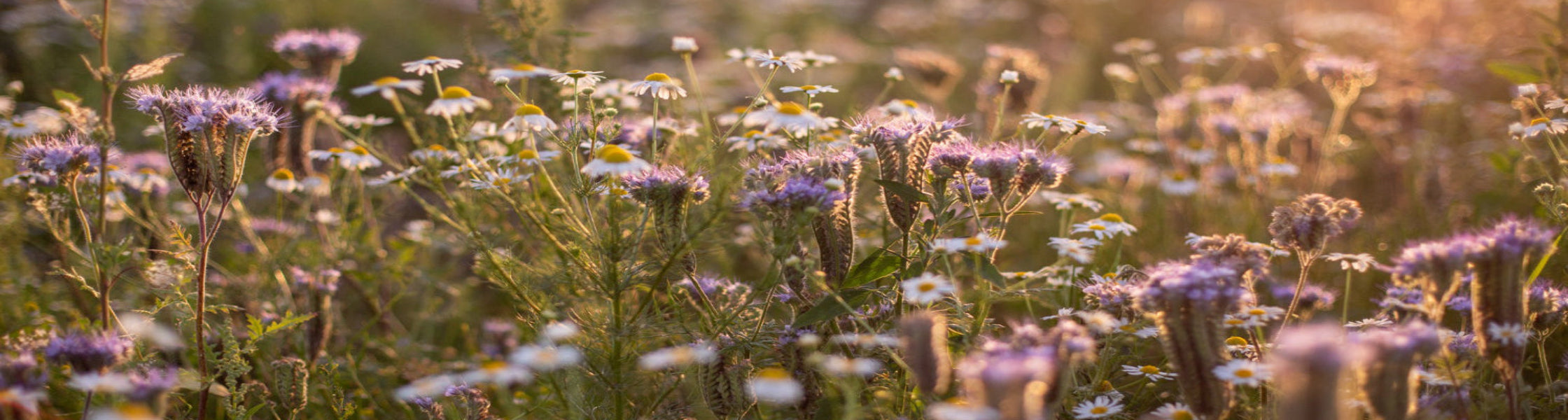 Blühende Wildblumenwiese mit lila und weißen Blüten in warmem Abendlicht