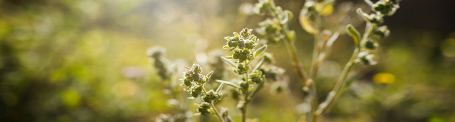 Nahaufnahme von wilden Kräutern auf einer Wiese im warmen Gegenlicht
